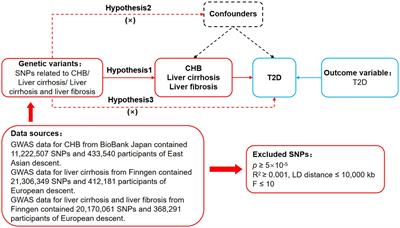 Love-hate relationship between hepatitis B virus and type 2 diabetes: a Mendelian randomization study